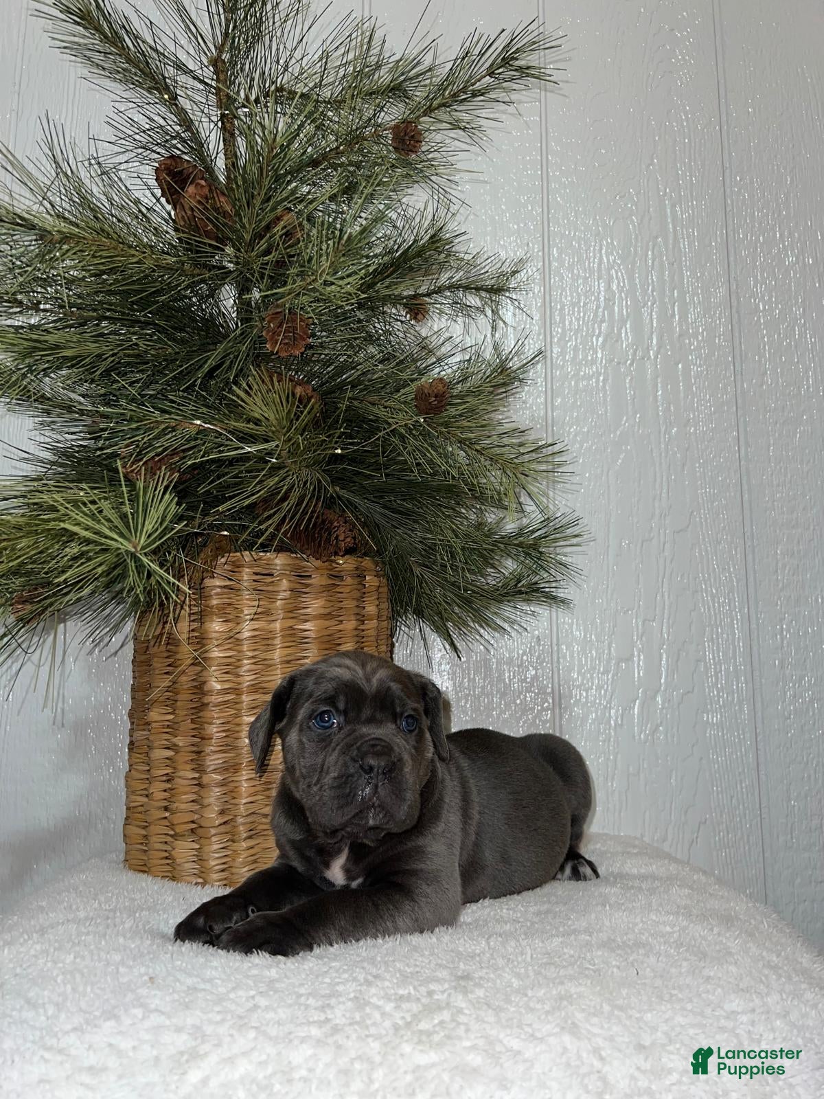 Cane Corso dogs Ruby - Ad 17