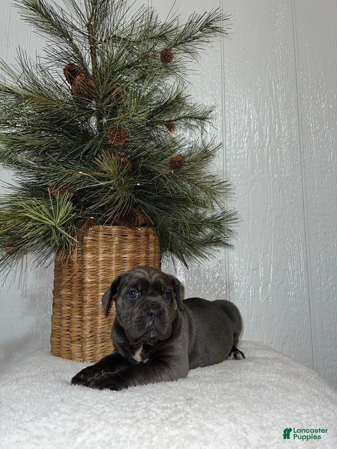 Cane Corso dogs for sale: Ruby - Ad 1