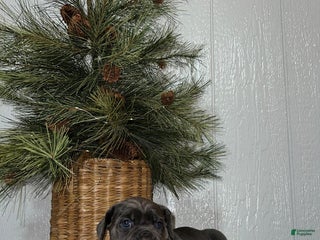 Cane Corso dogs Ruby - Ad 17