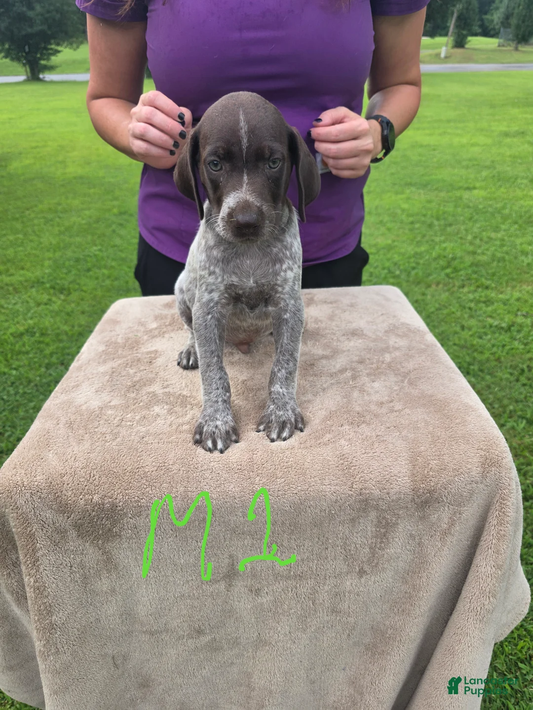 German Shorthaired Pointer dogs for sale: German Shorthaired Pointer 1 - Ad 2