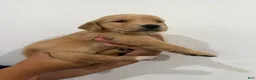 Golden Retriever dogs for sale: Gold Girl - Ad 4