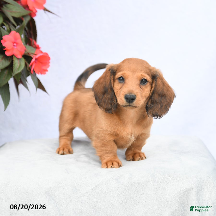Miniature Dachshund dogs Hickory - Ad 2