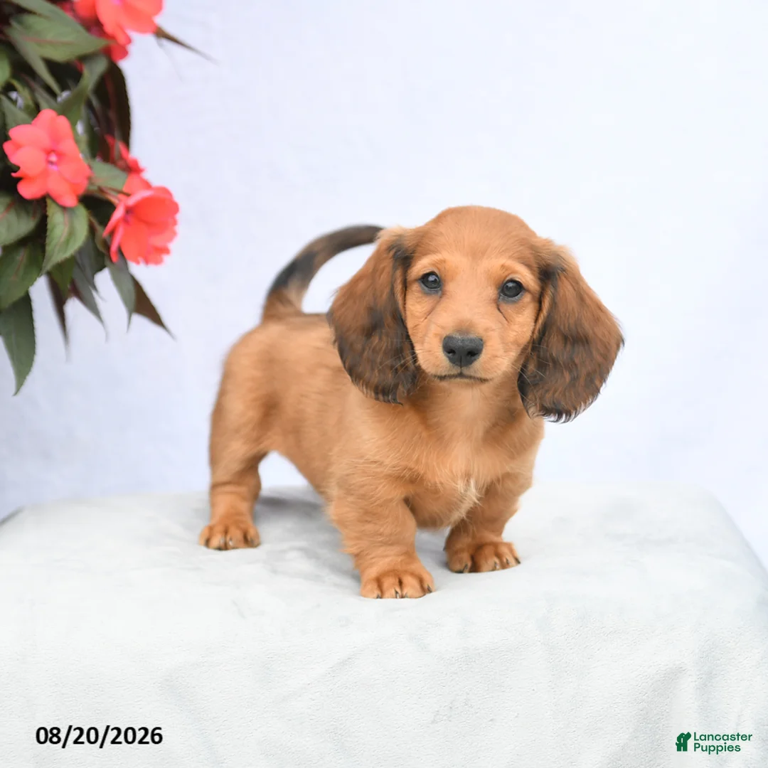 Miniature Dachshund dogs for sale: Hickory - Ad 2