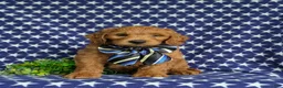 Mini Goldendoodle dogs for sale: Tyce Hypoallergenic - Ad 2