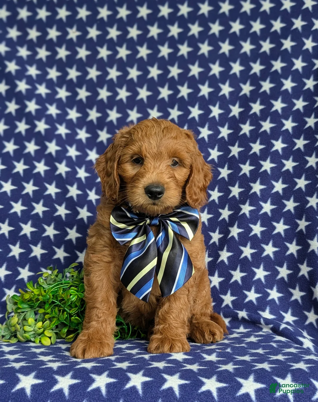 Mini Goldendoodle dogs for sale: Tyce Hypoallergenic - Ad 2