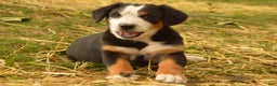 Greater Swiss Mountain Dog dogs for sale: Gloria - Ad 1