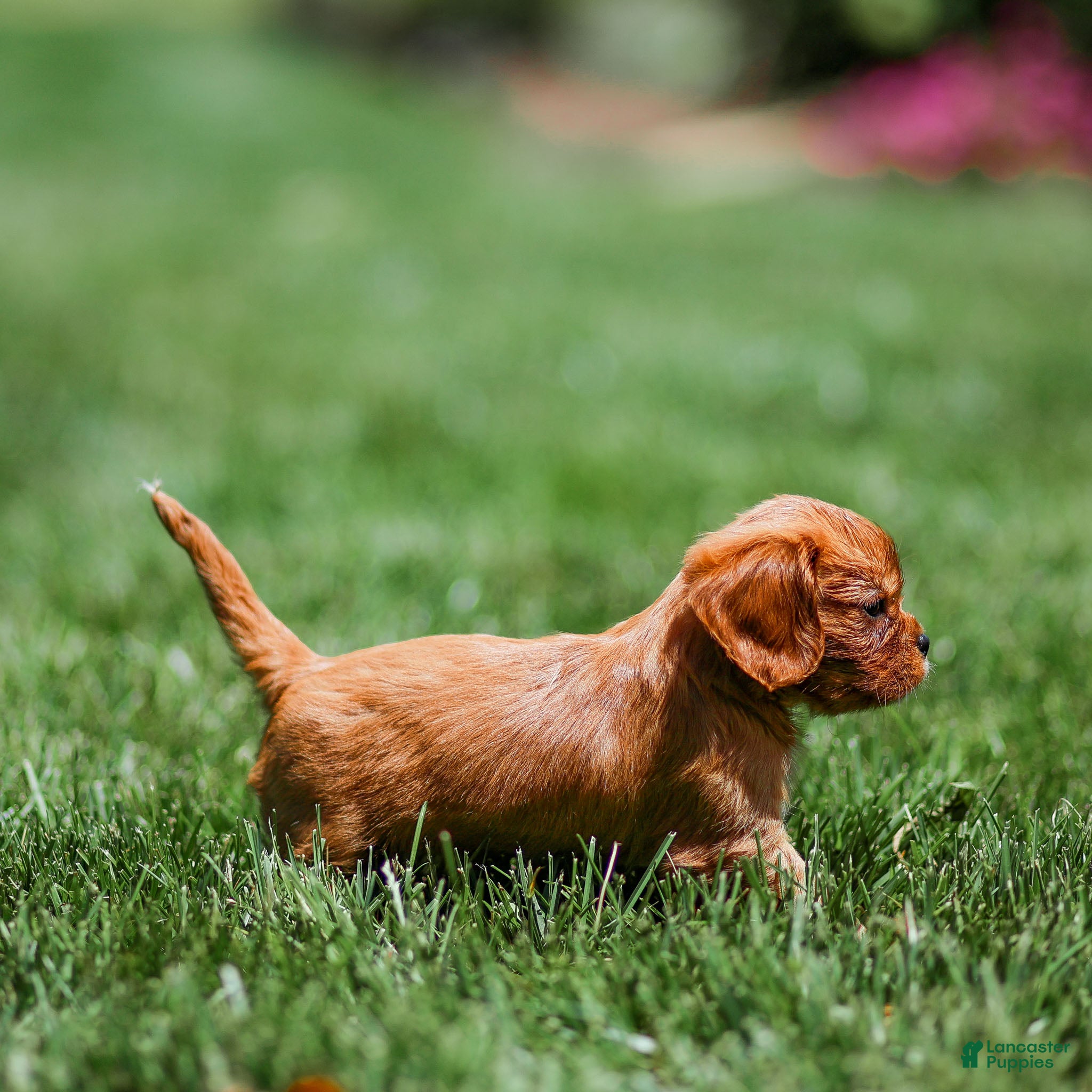 Cavalier King Charles Spaniel dogs Pearl Cavalier King Charles Spaniel Puppy  - Ad 2