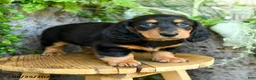 Miniature Dachshund dogs for sale: Erick - Ad 2