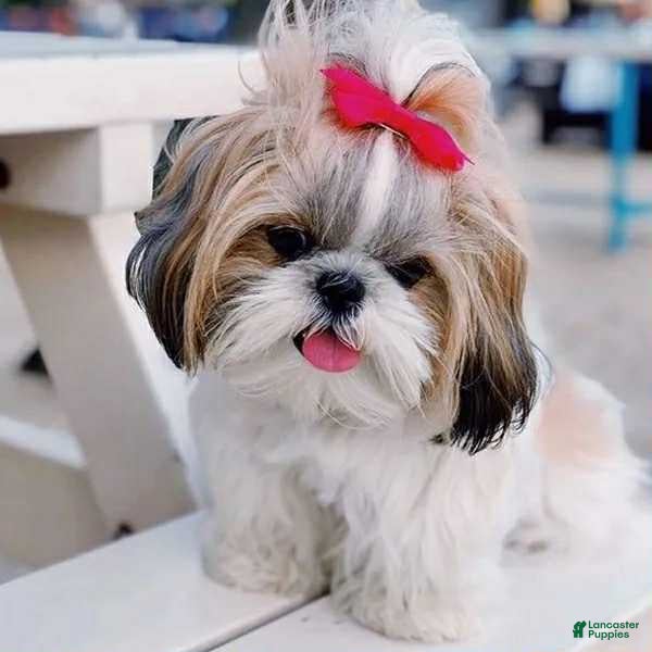 Shih Tzu dogs Amelia - Ad 40