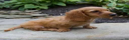 Miniature Dachshund dogs for sale: Milly - Ad 3
