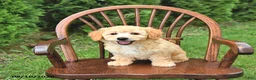 Mini Goldendoodle dogs for sale: Kaci - Ad 4