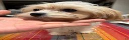 Mixed Breed dogs for sale: One - Ad 3