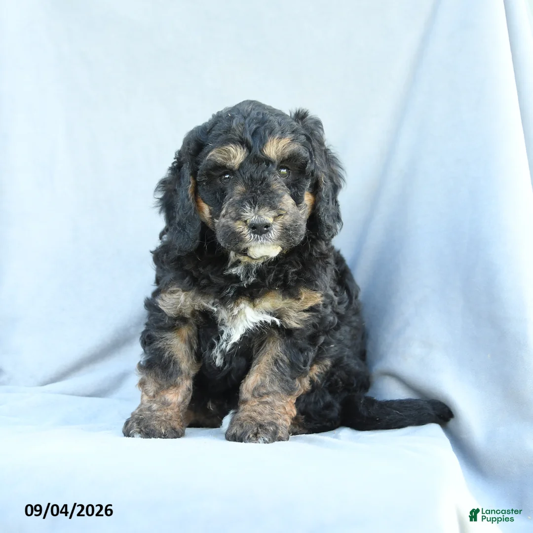Mini Bernedoodle dogs for sale: Murphy - Ad 1