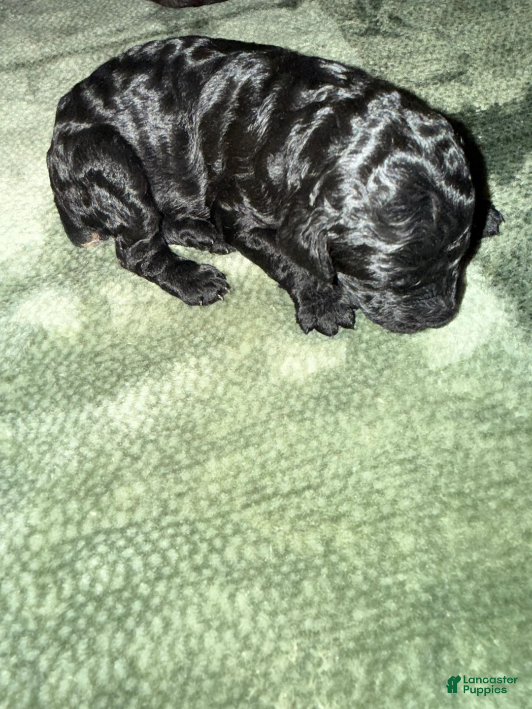 Standard Poodle dogs for sale: Standard Poodle Puppy 5 - Ad 2