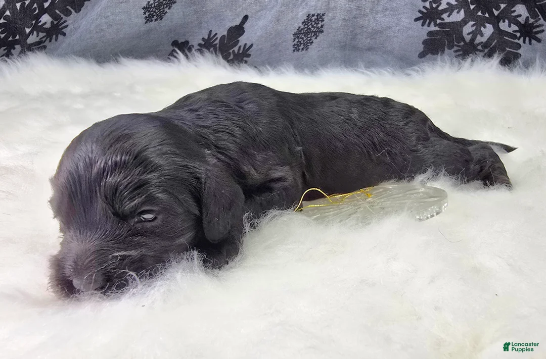 Cockapoo dogs for sale: Nova - Ad 4