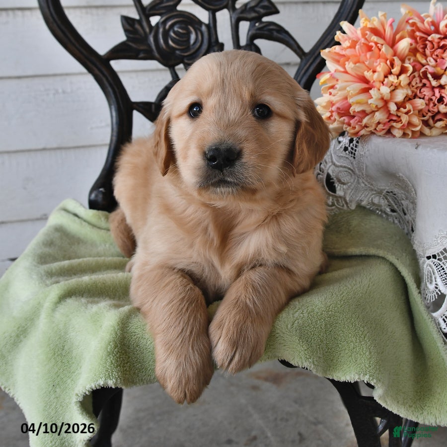 Golden Retriever dogs Floyd - Ad 2