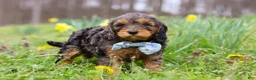 Cavapoo dogs for sale: Brody - Ad 9