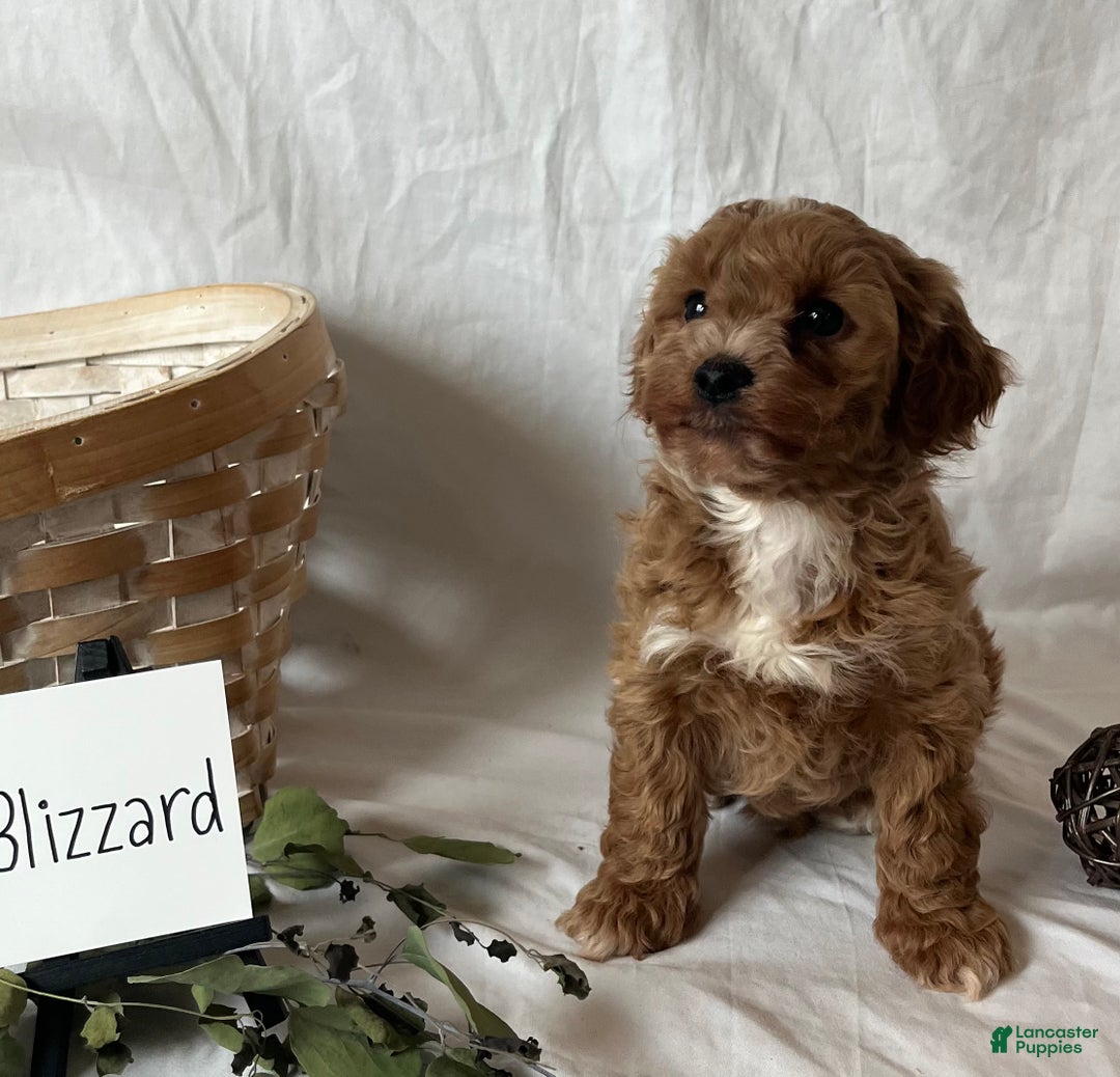 Maltipoo dogs for sale: Blizzard  - Ad 4