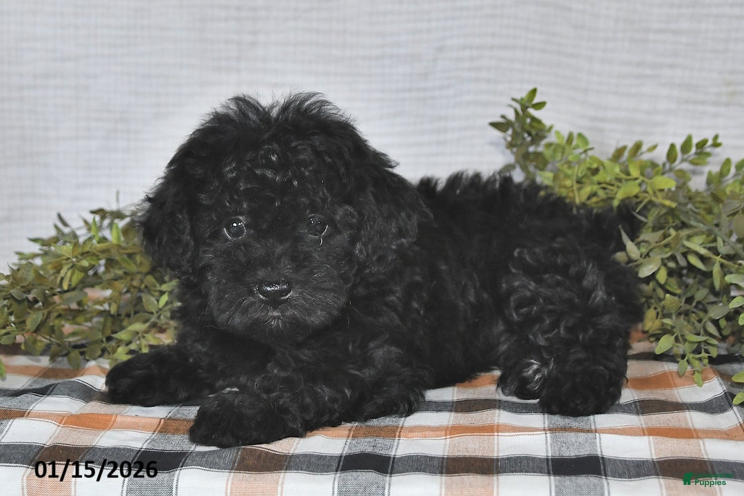 Havapoo dogs for sale: Midnight - Ad 4