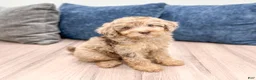 Miniature Poodle dogs for sale: Pearl - Ad 3