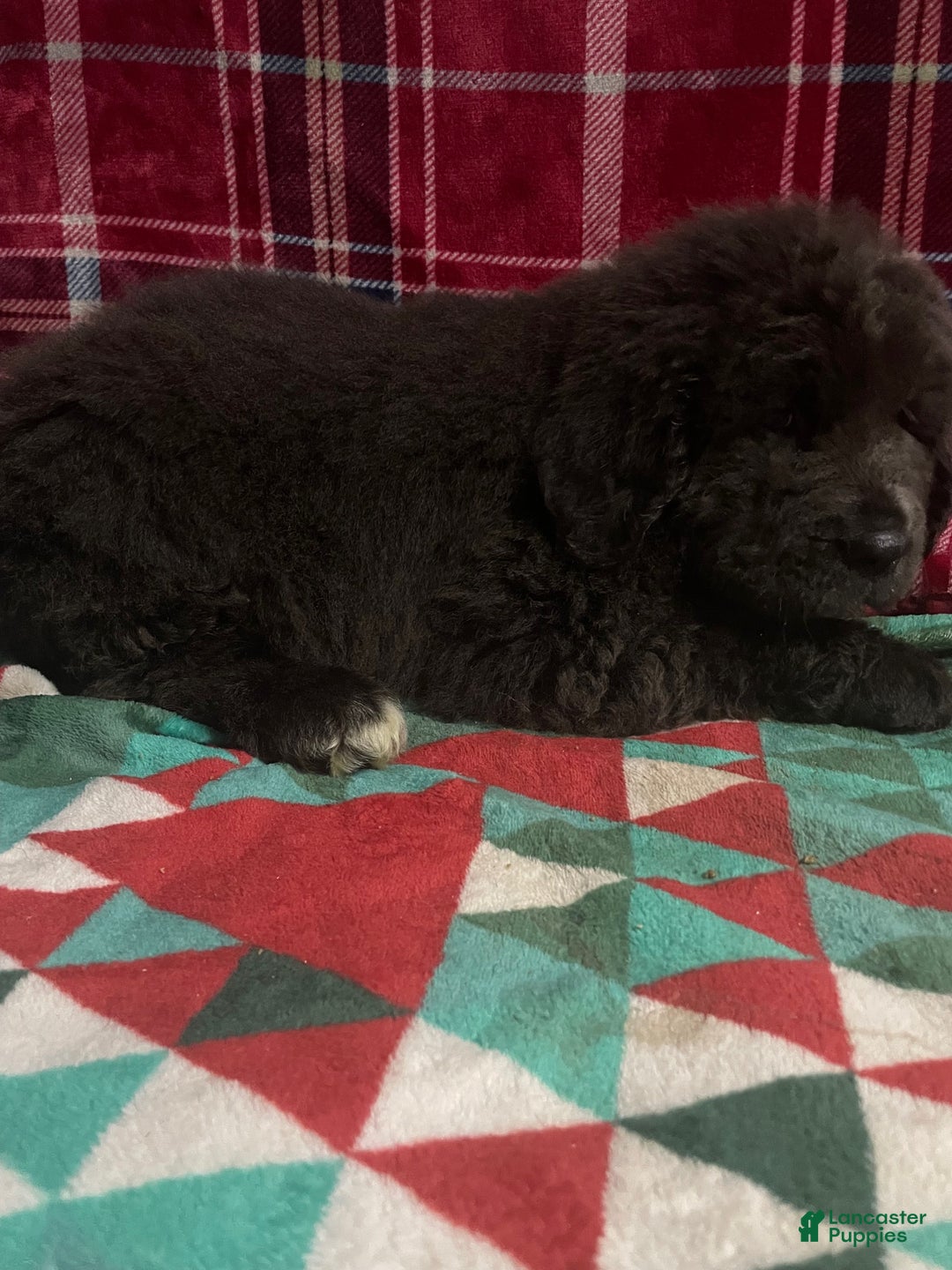 Newfoundland dogs for sale: Newfoundland Puppy 4 - Ad 10