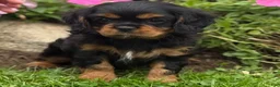 Cavalier King Charles Spaniel dogs for sale: Bonnie  - Ad 6