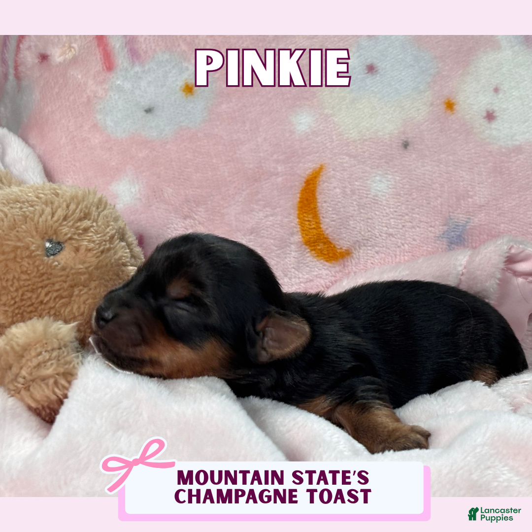 Yorkshire Terrier dogs for sale: Yorkshire Terrier Puppy 5 - Ad 1