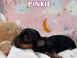 Yorkshire Terrier dogs Yorkshire Terrier Puppy 5 - Ad 30