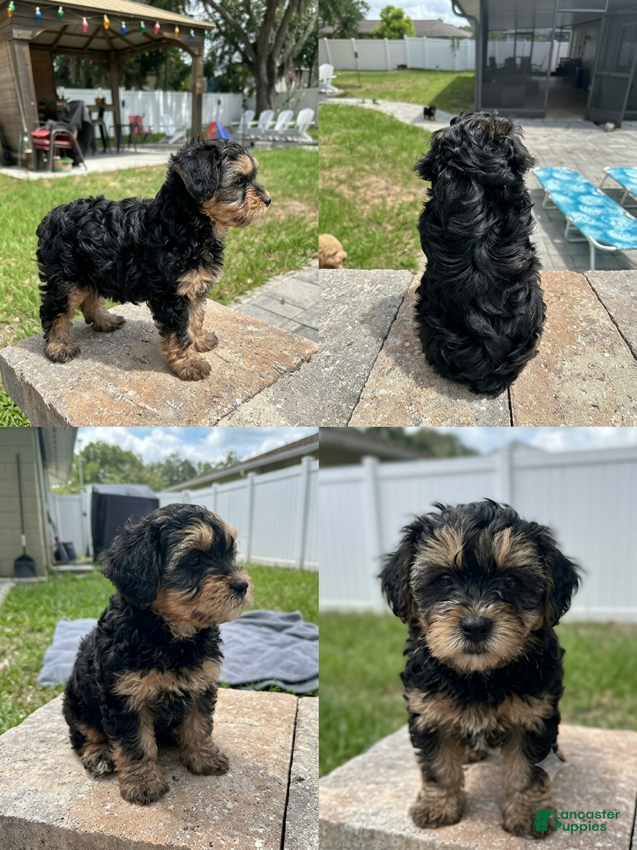 Mixed Breed dogs Male - Ad 1
