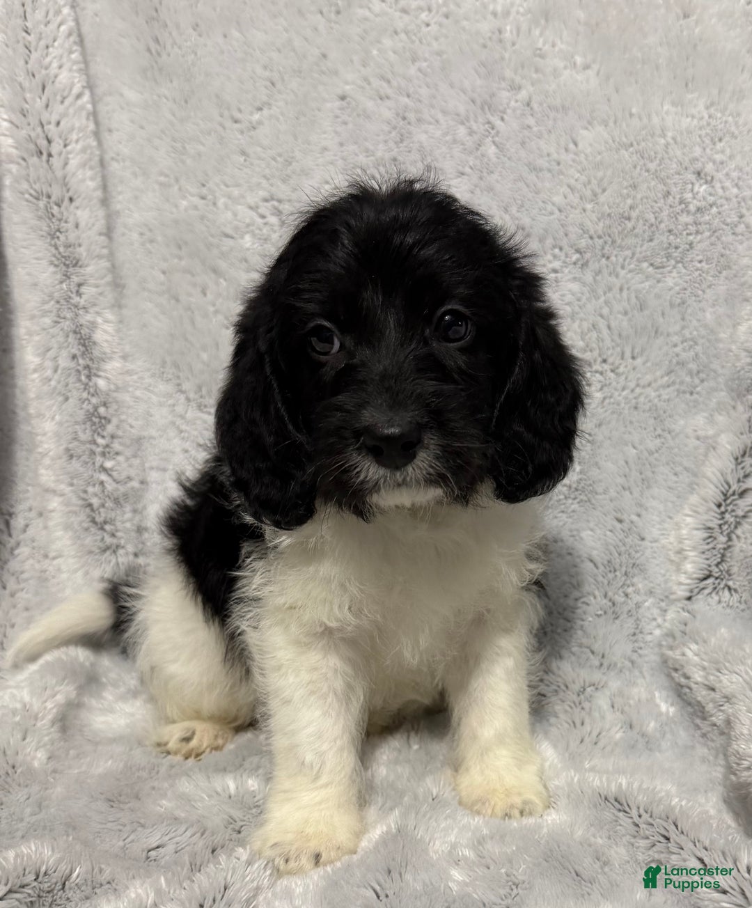 Mixed Breed dogs for sale: Cade - Ad 4