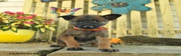 Belgian Malinois dogs for sale: Polly  - Ad 11