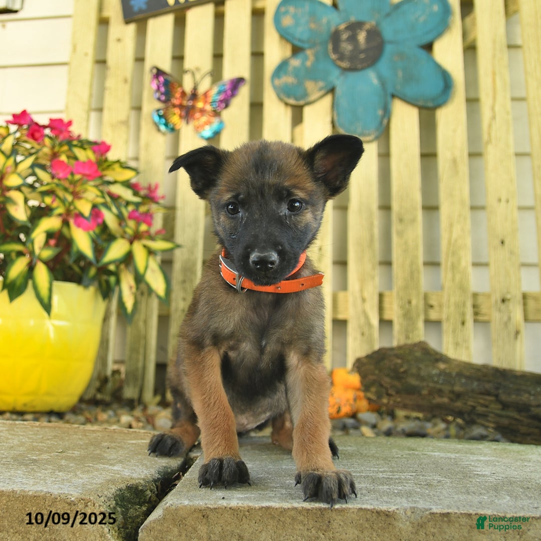 Belgian Malinois dogs for sale: Polly  - Ad 11