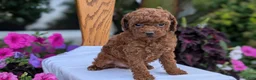 Toy Poodle dogs for sale: Zena - Ad 3