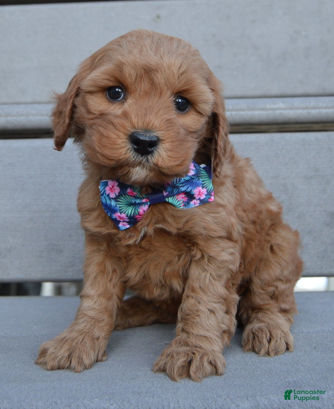 Cockapoo dogs for sale: Cora - Ad 2