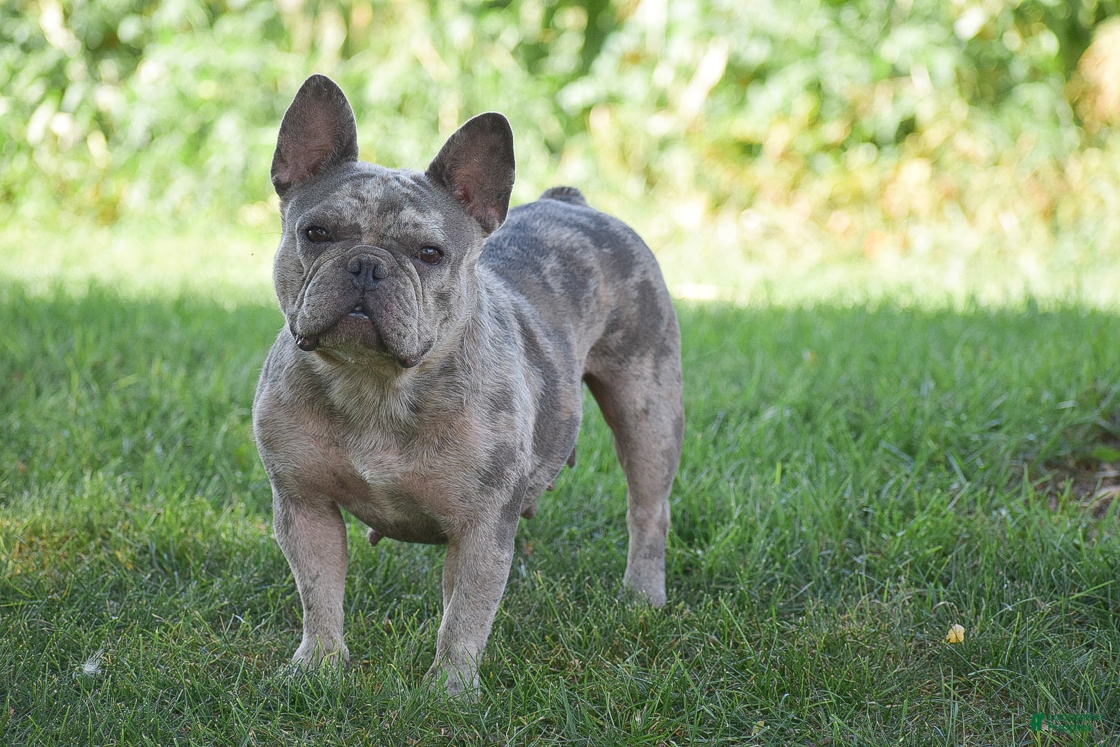 French Bulldog dogs Ponderosa - Ad 35