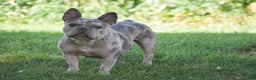French Bulldog dogs for sale: Ponderosa - Ad 1