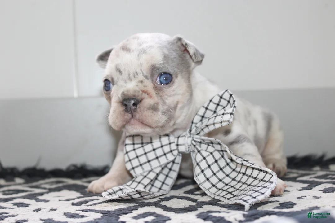 French Bulldog dogs for sale: AKC Piper - Ad 2