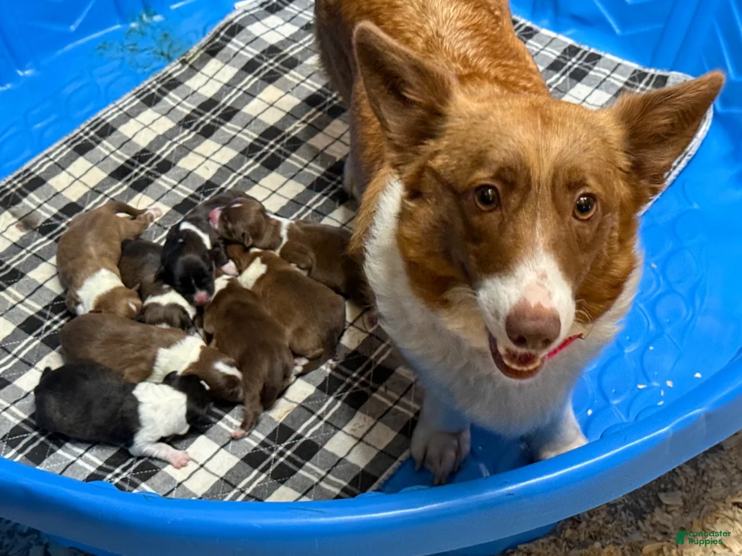Mixed Breed dogs for sale: Red collar Boy - Ad 4