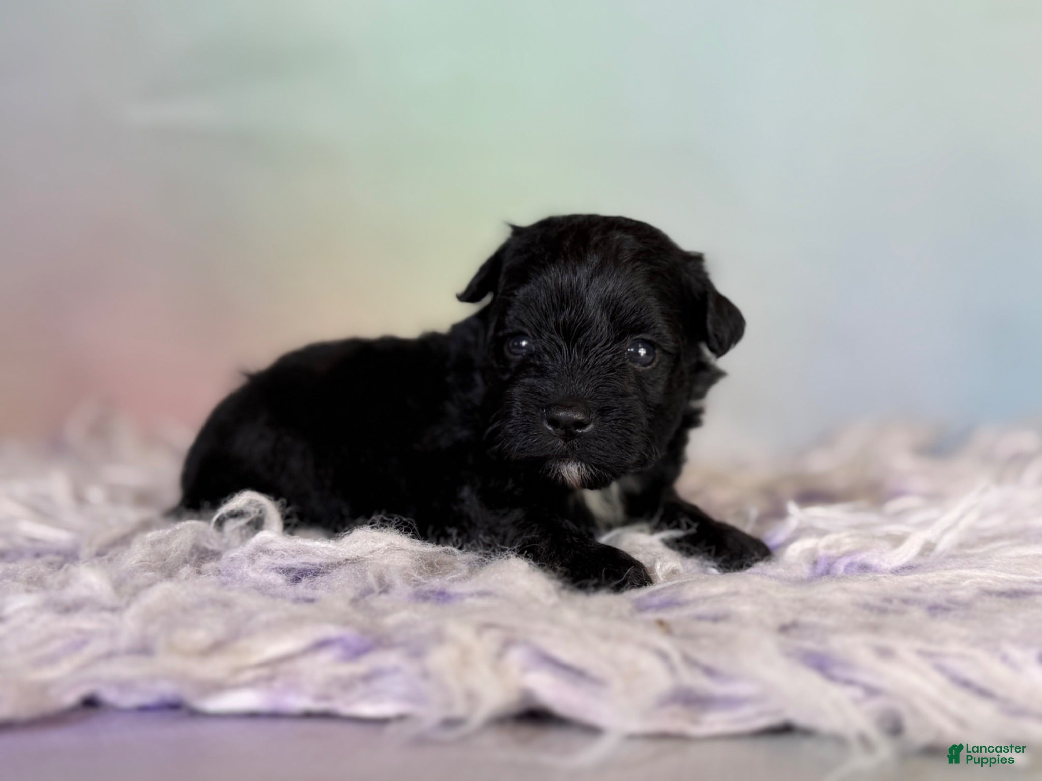 Schnoodle dogs Panther  - Ad 2