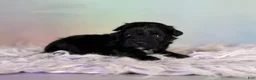 Schnoodle dogs for sale: Panther  - Ad 4