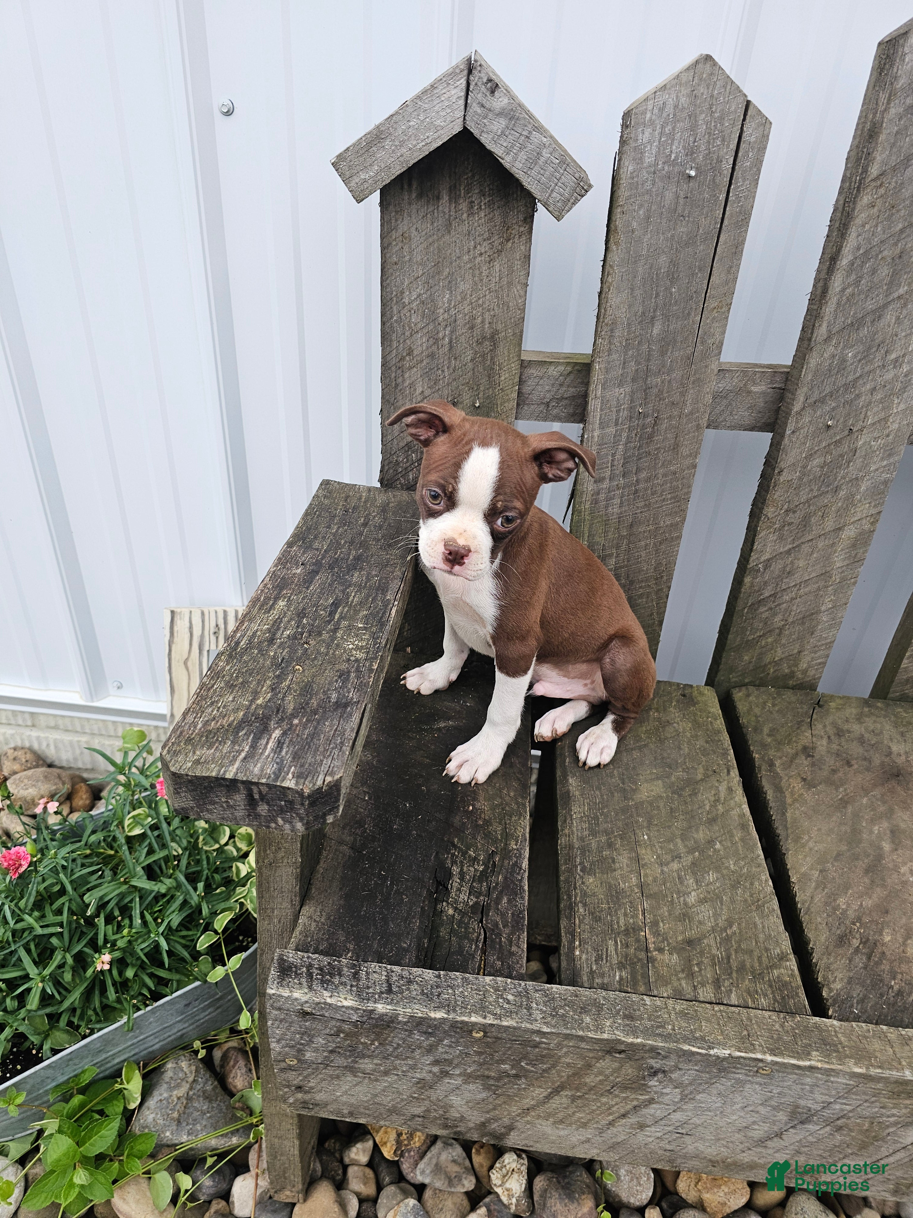 Boston Terrier dogs Dallas  - Ad 1