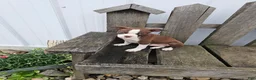 Boston Terrier dogs for sale: Dallas  - Ad 1