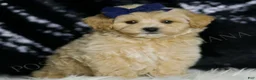 Maltipoo dogs for sale: Cosmo - Ad 2