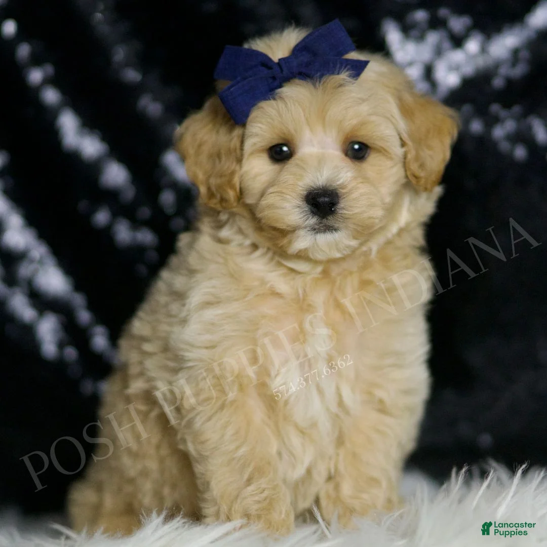 Maltipoo dogs for sale: Cosmo - Ad 2