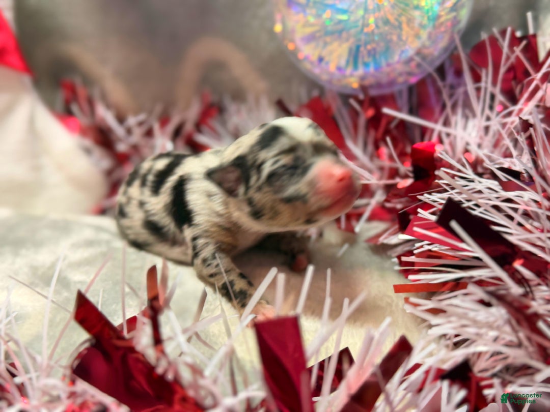 Chihuahua dogs for sale: Elmo - Ad 4