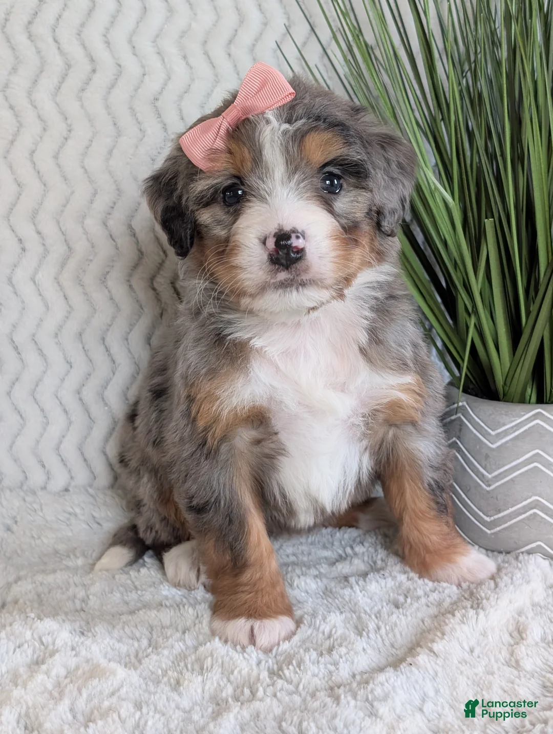 Mini Bernedoodle dogs for sale: Mini Pippa  - Ad 12