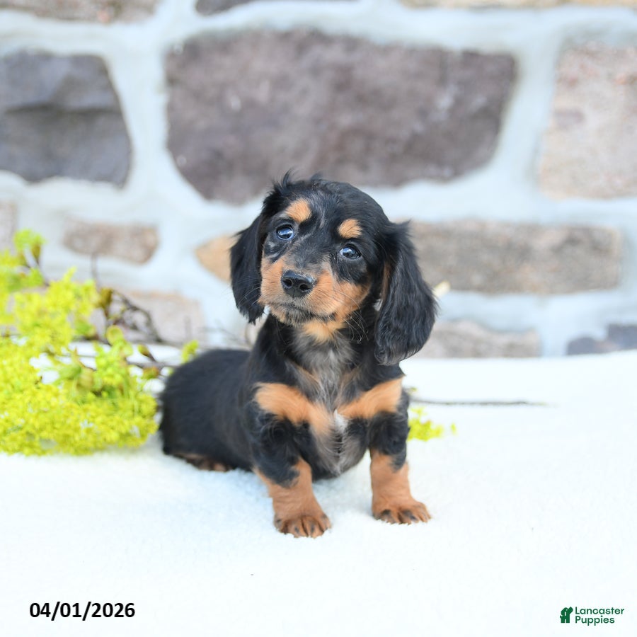 Miniature Dachshund dogs Blossom - Ad 1