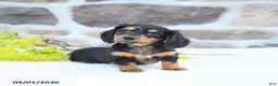 Miniature Dachshund dogs for sale: Blossom - Ad 1