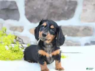Miniature Dachshund dogs for sale: Blossom - Ad 1