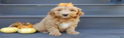 Mini Goldendoodle dogs for sale: Laci - Ad 4